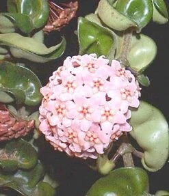 Indian Hindu Rope Plant - Hoya Carnosa Compacta - 6" Pot -Plant Shop 1064266607719 hindugreenflower 17535.1594487500