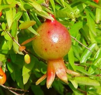 Dwarf Pomegranate Plant - Punica -Bonsai/Houseplant/Outdoors- Edible-4" Clay Pot 7 Dwarf Pomegranate Plant - Punica -Bonsai/Houseplant/Outdoors- Edible-4" Clay Pot - Image 7