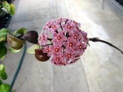 Variegated Hindu Rope Plant - EXOTIC - Hoya - 4" Pot -Plant Shop 1132873964030 hinduropeflower 03199.1598895939