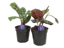 Hirt's 1 Red & 1 Green Prayer Plant - Maranta - Easy To Grow - 4" Pot -Plant Shop 41vlnqlzbul 85991.1697565582