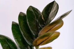 Black Queen ZZ Plant - Zamioculcas - 4" Pot - Collector's -Plant Shop 59caa9tyr5871 88112.1686716410