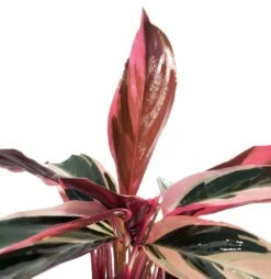 Tricolor Prayer Plant - Stromanthe Triostar - Easy To Grow House Plant - 4" Pot -Plant Shop 61kpklzwlpl. sl1030 33620.1613099274