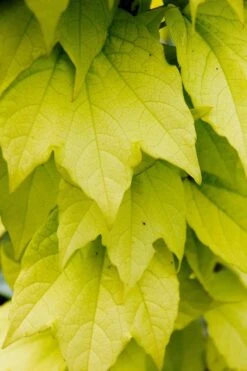 Fenway Park Golden Boston Ivy Plant - Parthenocissus - 2.5" Pot -Plant Shop 71no9chqycl. sl1024 61151.1615344783