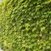 Fenway Park Golden Boston Ivy Plant - Parthenocissus - 2.5" Pot