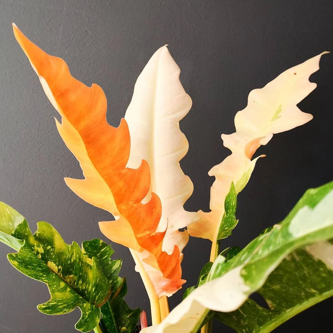 Rarest In The World! Ring Of Fire Philodendron - 4" Pot 4 Rarest In The World! Ring Of Fire Philodendron - 4" Pot - Image 4