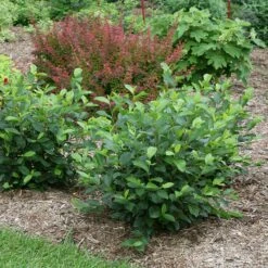 LOW SCAPE HEDGER® Chokeberry - 4" Pot - Aronia - Proven Winners