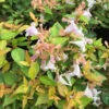 FUNSHINE® Abelia - 4" Pot - Proven Winners