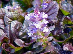 Mahogany Ajuga - Carpet Bugle - 48 Plants - 1 3/4" Pots -Plant Shop ajugamahogany1 45854.1595009651