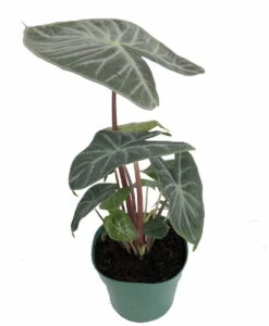 Ivory Coast African Mask Plant - Elephant Ear - Alocasia - Indoors/Out - 4" Pot -Plant Shop alocasiaivorycoast1 34224.1652983551