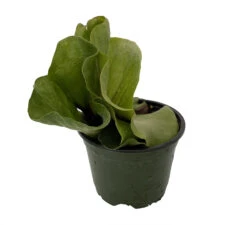 Angola Staghorn Fern - Platycerium Elephantotis - 4" Pot - Collector's Series -Plant Shop angolastag4in 87821.1690932462
