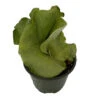 Angola Staghorn Fern - Platycerium Elephantotis - 4" Pot - Collector's Series