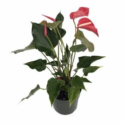 Aren't You Orange Anthurium Plant - Easy To Grow House Plant - 6" Pot -Plant Shop anthuriumchrisredhr4 75374.1663087812