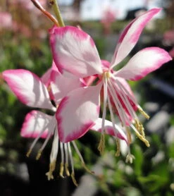 Rosy Jane Whirling Butterflies Perennial - Gaura - Live Plant - Quart Pot -Plant Shop api0jwxme 25258.1592323456