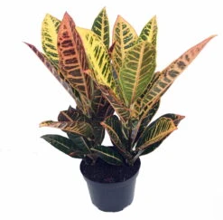 Colorful Croton - 6" Pot - Croton Petra - Easy To Grow House Plant