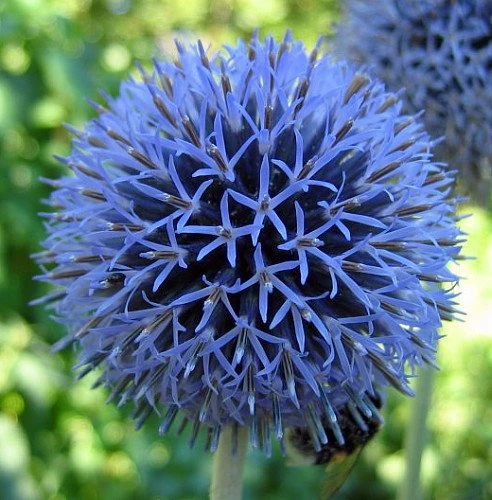 Globe Thistle Perennial - Echinops Ritro - Live Plant - Quart Pot 2 Globe Thistle Perennial - Echinops Ritro - Live Plant - Quart Pot - Image 2
