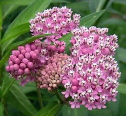 Soulmate Butterfly Weed- Asclepias - Vanilla Fragrance - Live Plant - Gallon Pot -Plant Shop api2h6ovv 53515.1592324695