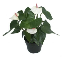 Beauty White Heart Anthurium Plant - Easy To Grow Blooming House Plant - 6" Pot