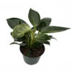 Rare White Veined Birkin Philodendron - From Our Collector's Series - 6" Pot