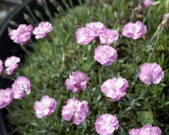 Tiny Rubies Dianthus - Fragrant/Hardy Groundcover - Quart Pot