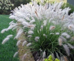 Hameln Dwarf Fountain Grass - Pennisetum - Hameln - Quart Pot -Plant Shop api3ndan3 82097.1592333043