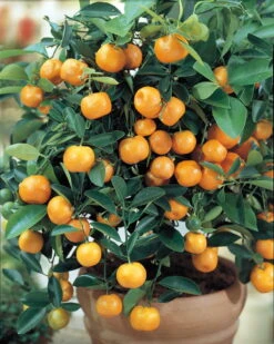 Miniature Orange Tree - Calamondin -8" Pot-NO SHIPPING TO TX, FL, AZ, CA, LA, HI 7 Miniature Orange Tree - Calamondin -8" Pot-NO SHIPPING TO TX, FL, AZ, CA, LA, HI -Plant Shop api3ngp99 31356.1592325043
