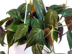 Rare Velvet Leaf Bronze Micans Vine - Philodendron - 4" Pot - Collector's Series -Plant Shop api3ugsex 80503.1592323326