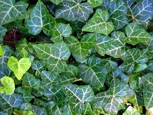 English Ivy 48 Plants - Hardy Groundcover - Sun Or Shade -1 3/4" Pots 1 English Ivy 48 Plants - Hardy Groundcover - Sun Or Shade -1 3/4" Pots