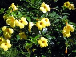 Golden Brazilian Jasmine Plant - Indoors/Out - Mandevilla - 6" Pot 7 Golden Brazilian Jasmine Plant - Indoors/Out - Mandevilla - 6" Pot -Plant Shop api52xinl 82694.1592323656