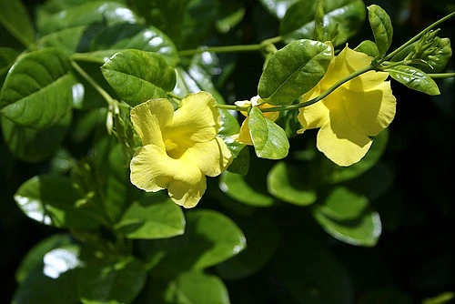 Golden Brazilian Jasmine Plant - Indoors/Out - Mandevilla - 6" Pot 3 Golden Brazilian Jasmine Plant - Indoors/Out - Mandevilla - 6" Pot - Image 3