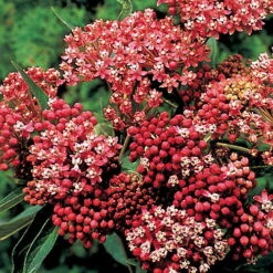 Cinderella Butterfly Flower Perennial - Asclepias - Live Plant - Gallon Pot