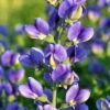 Decadence® Blueberry Sundae Baptisia - False Indigo - Gallon Pot