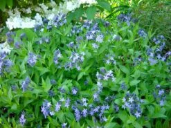 Blue Ice Amsonia Perennial - NEW! - Quart Pot