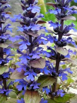 Bronze Beauty Ajuga 48 Plants - Carpet Bugle - Very Hardy -1 3/4" Pots -Plant Shop api7t0zdi 67832.1592323096