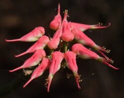 Devil's Backbone Plant - Pedilanthus - Red Bird Cactus - 6" Pot - Easy To Grow -Plant Shop api80oarq 35916.1592335494