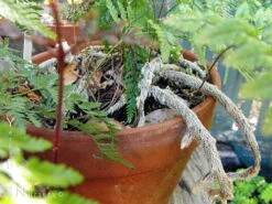 Rare Black Rabbit's Foot Fern - 4" Mini Hanging Basket - Davallia Trichomanoides -Plant Shop api9kjxdo 07265.1617213217