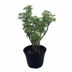 Snowflake Japanese Ming Aralia Tree - Polyscias - Indoor - 6" Pot - Thick Trunk