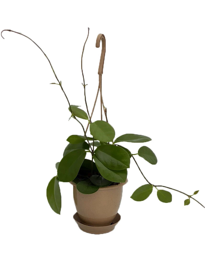 SALE - Hoya Australis 4" Hanging Basket - Exotic Yet Easy 1 SALE - Hoya Australis 4" Hanging Basket - Exotic Yet Easy