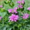 Sugar Buzz® Lilac Lollipop Bee Balm - Monarda - Purple - Quart Pot