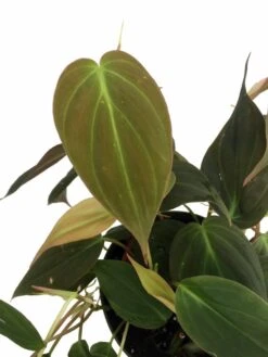 Rare Velvet Leaf Bronze Micans Vine - Philodendron - 4" Pot - Collector's Series -Plant Shop apiapf0wx 81240.1592323326