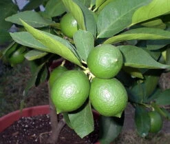Persian Lime Tree - Fruit Bearing Size -6" Pot-NO SHIP To TX, FL, AZ, CA, LA, HI -Plant Shop apiaxhy0x 16910.1592323062