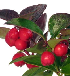 Wintergreen Bonsai With Berries In Ceramic Pot - Teaberry - Gaultheria - Aromatic Leaves -Plant Shop apibeguf9 12849.1592329769