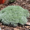 Silver Mound Perennial Plant - Artemisia - Sun/Easy - Live Plant - Quart Pot