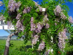 Blue Moon Wisteria Vine - Huge Fragrant Blooms - 4" Pot -Plant Shop apibipmlj 55237.1592326381