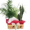 Parlor Palm, Spider Plant & Snake Plant In Holiday Wicker Basket - 10" X 4" X 3"