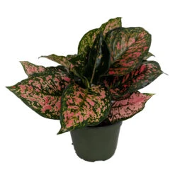 Best Seller 8 Red Valentine Chinese Evergreen Plant - Aglaonema - Grows In Dim Light - 6" Pot
