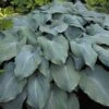 Blue Angel Hosta - Lavender Blue Flowers - Quart Pot