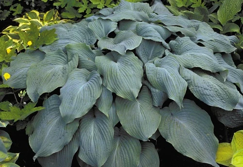 Blue Angel Hosta - Lavender Blue Flowers - Quart Pot 1 Blue Angel Hosta - Lavender Blue Flowers - Quart Pot