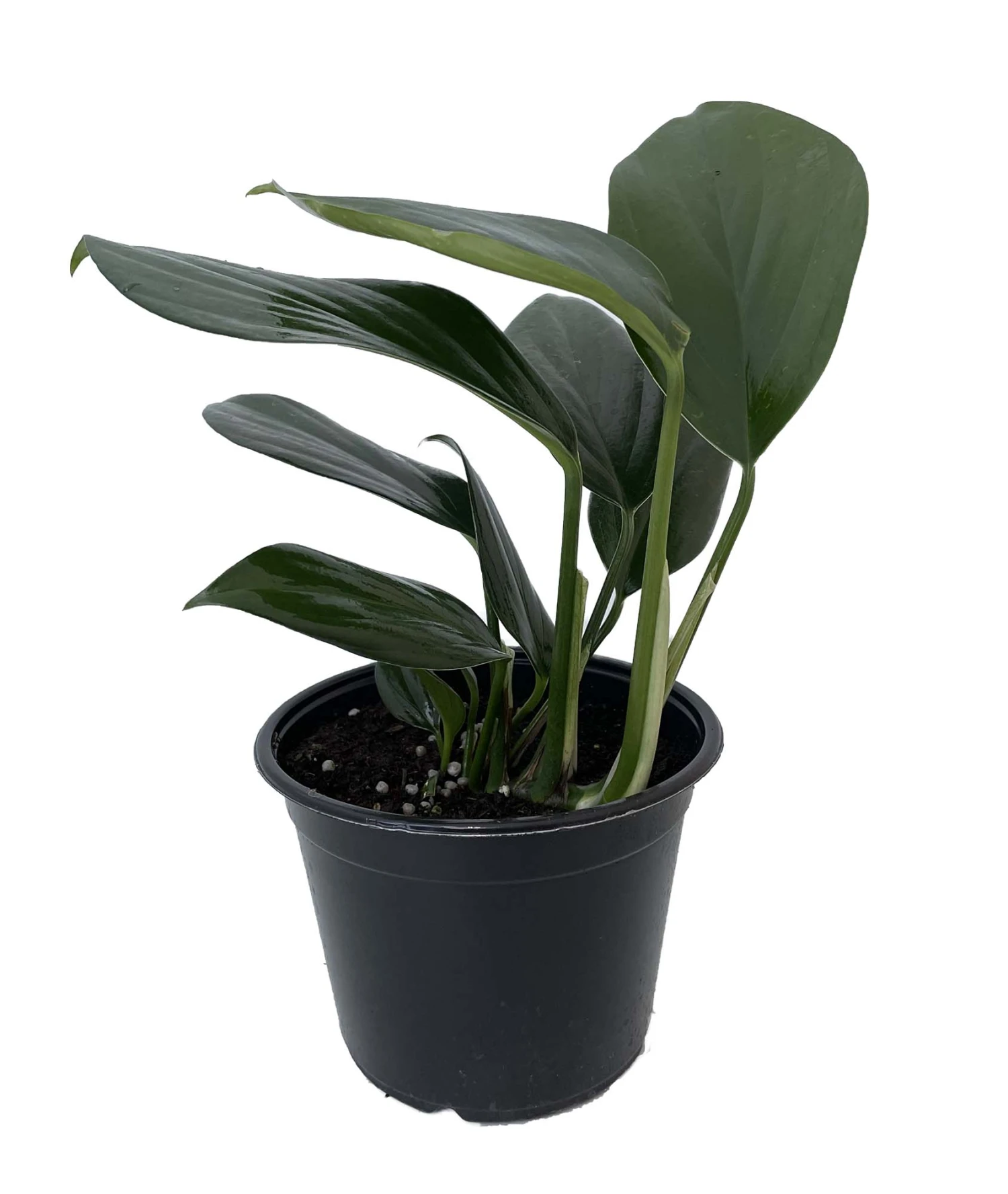 Dragon Tail/Centipede Tongavine Philodendron - Rhaphidorphora Decursiva - 6" Pot 1 Dragon Tail/Centipede Tongavine Philodendron - Rhaphidorphora Decursiva - 6" Pot