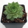 Green Wheel Hens & Chicks - Sempervivum - Very Hardy - Quart Pot