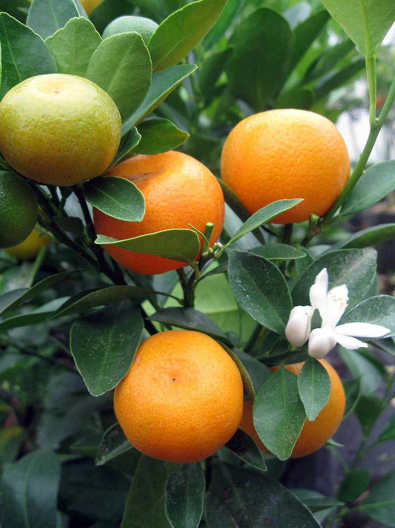 Miniature Orange Tree - Calamondin -8" Pot-NO SHIPPING TO TX, FL, AZ, CA, LA, HI 3 Miniature Orange Tree - Calamondin -8" Pot-NO SHIPPING TO TX, FL, AZ, CA, LA, HI - Image 3